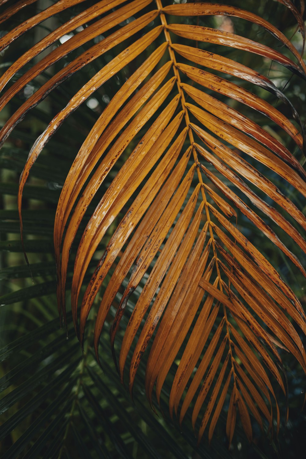 a close up of a plant