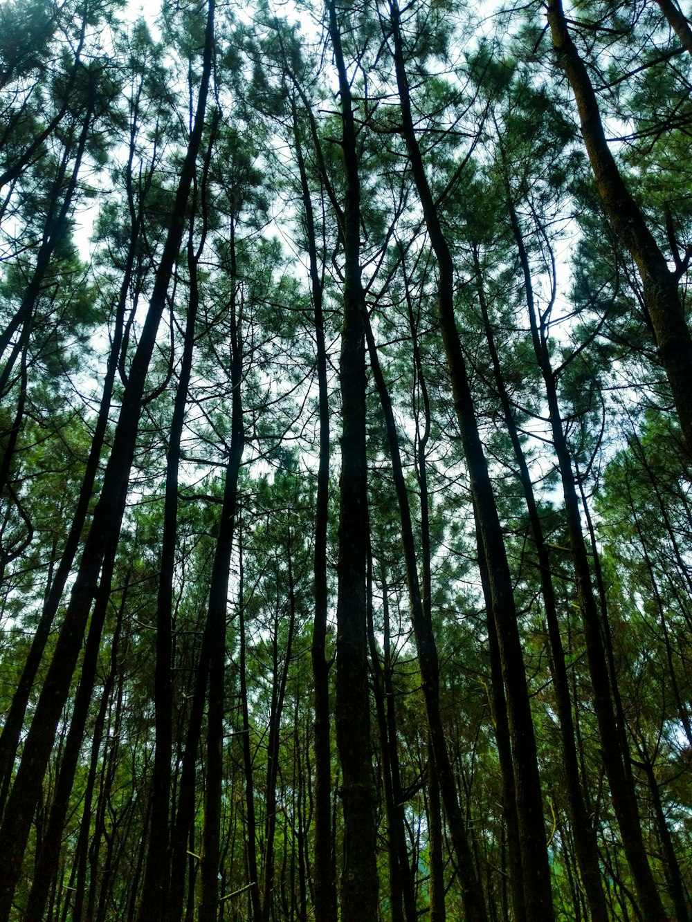 a group of tall trees