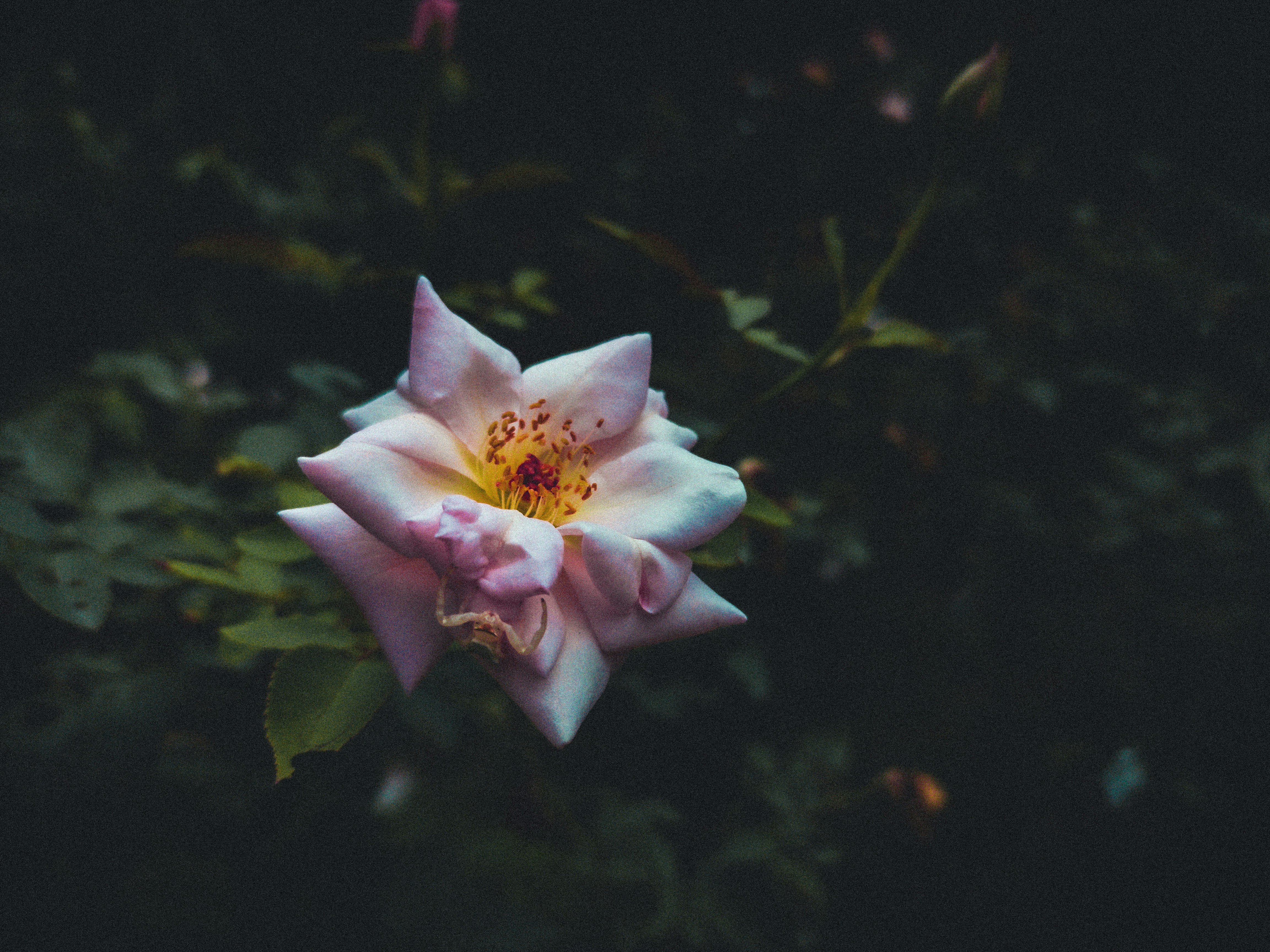 Photo by rajamitra173