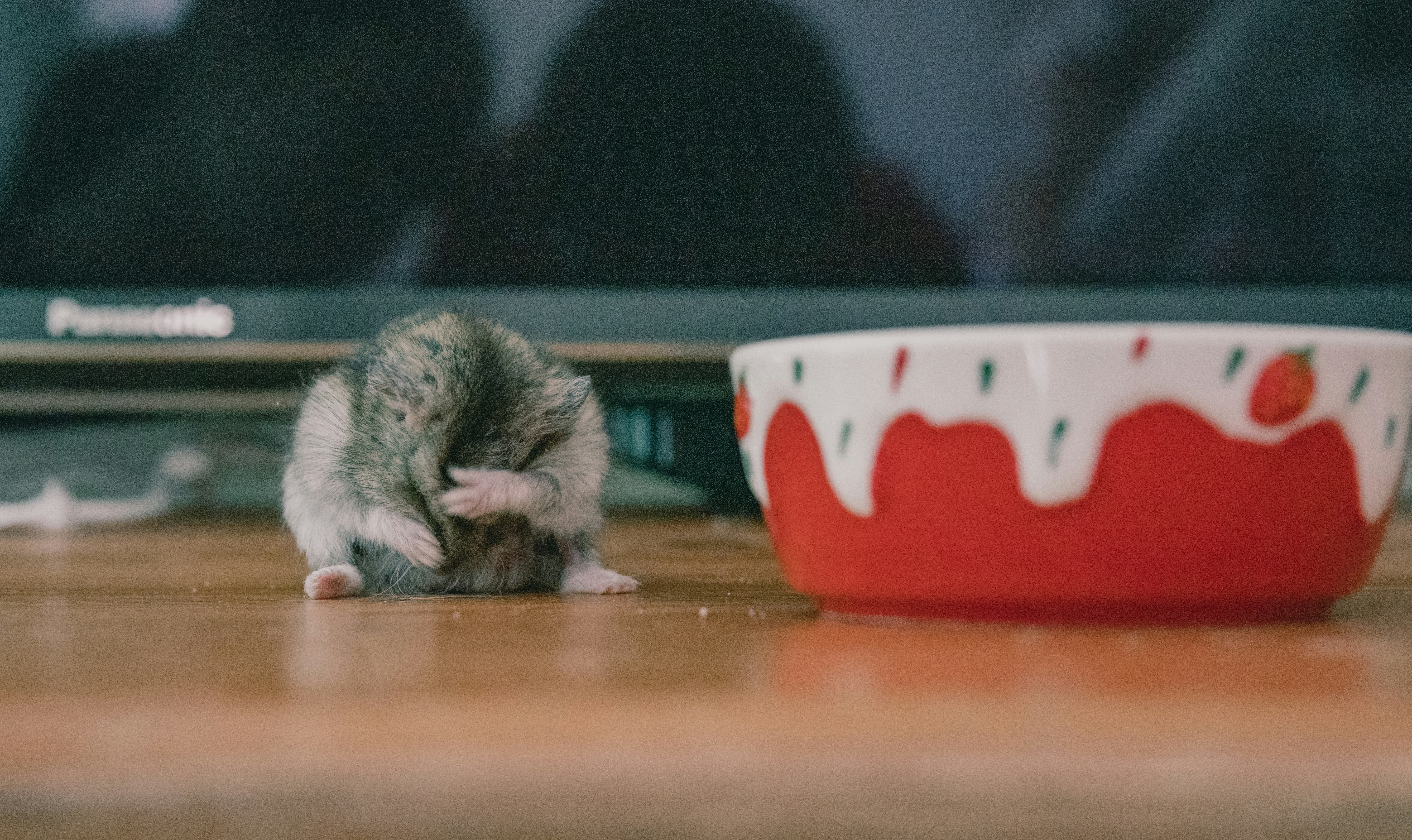 puppy kitten food transition