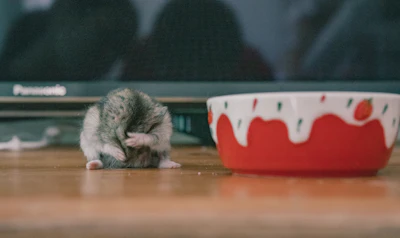 a hedgehog next to a box