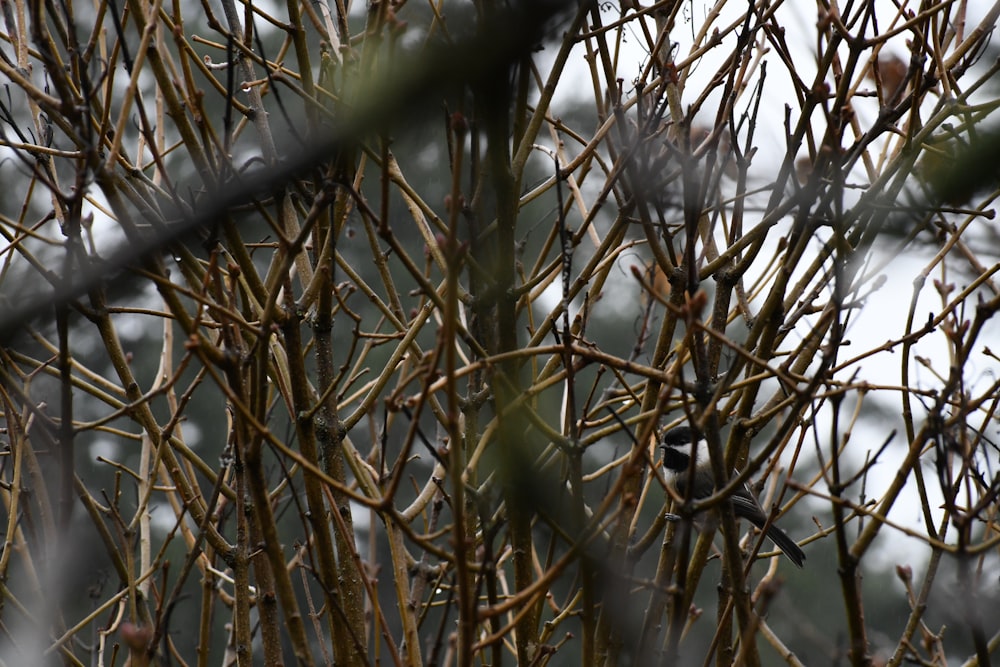 close up of a plant