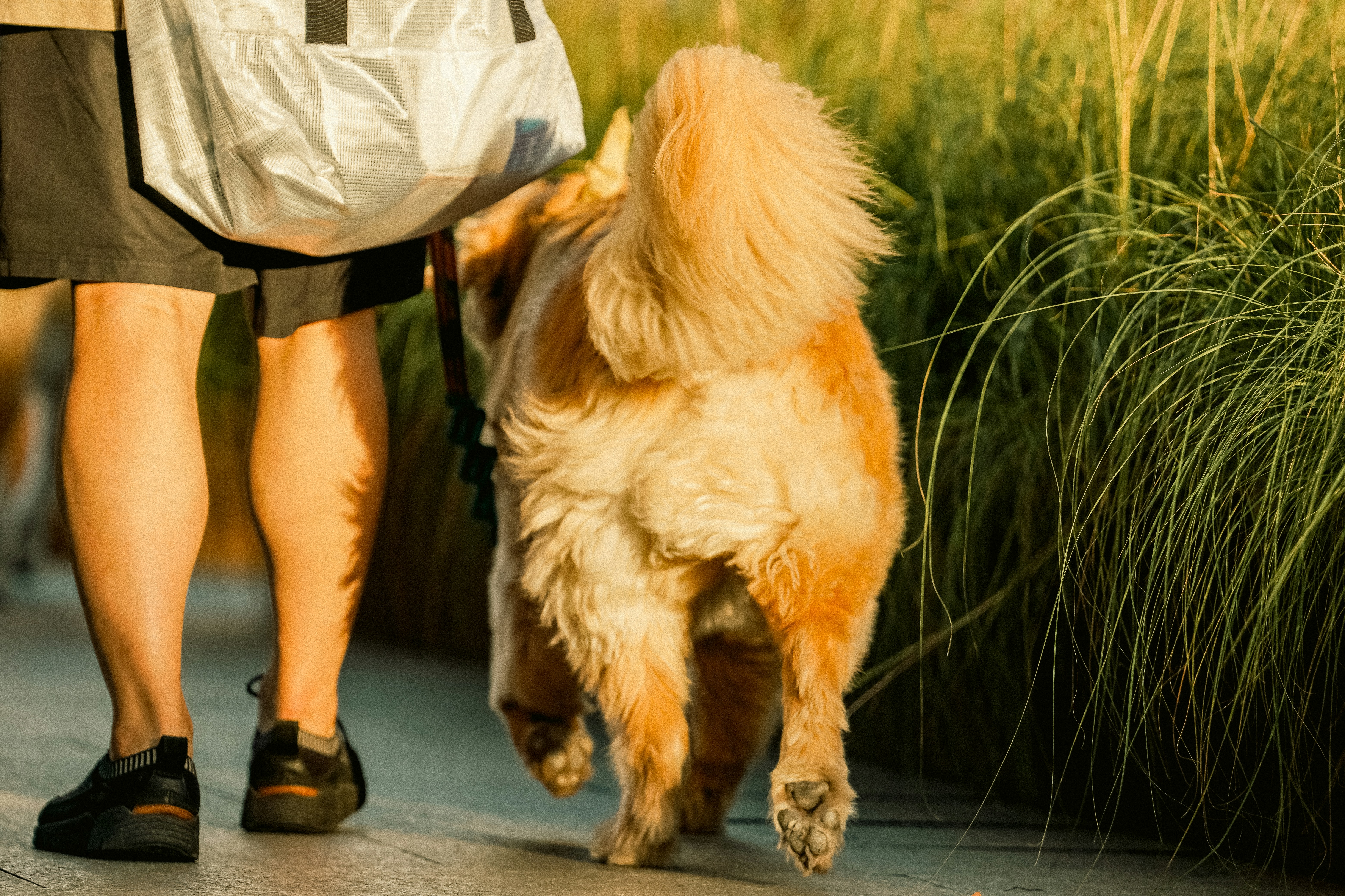 노령견 활력 되찾기: 부드러운 운동의 5가지 놀라운 이점