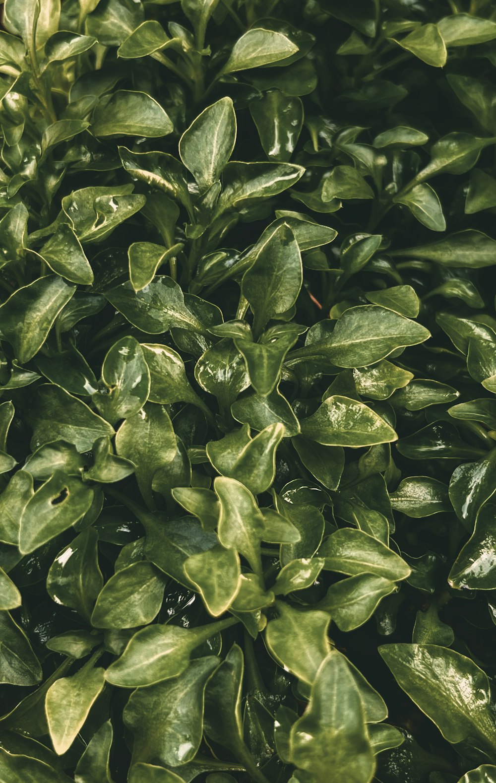 a group of green leaves