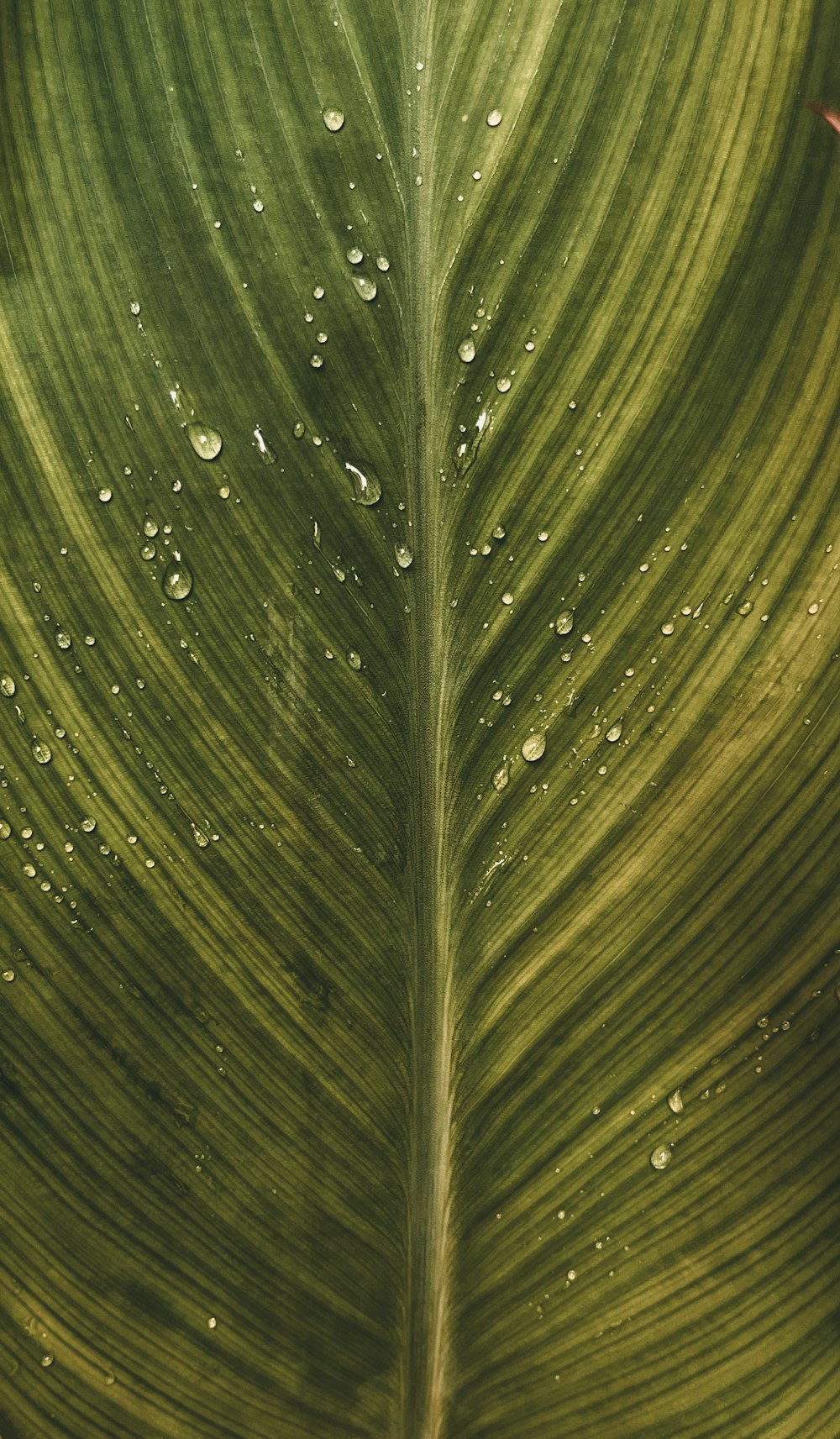 a large green leaf with drops of water on it