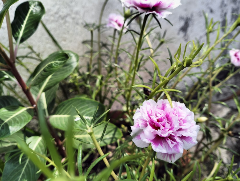 a close-up of some flowers