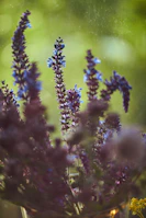 An elegant A4 floral print featuring blue and purple wildflowers.