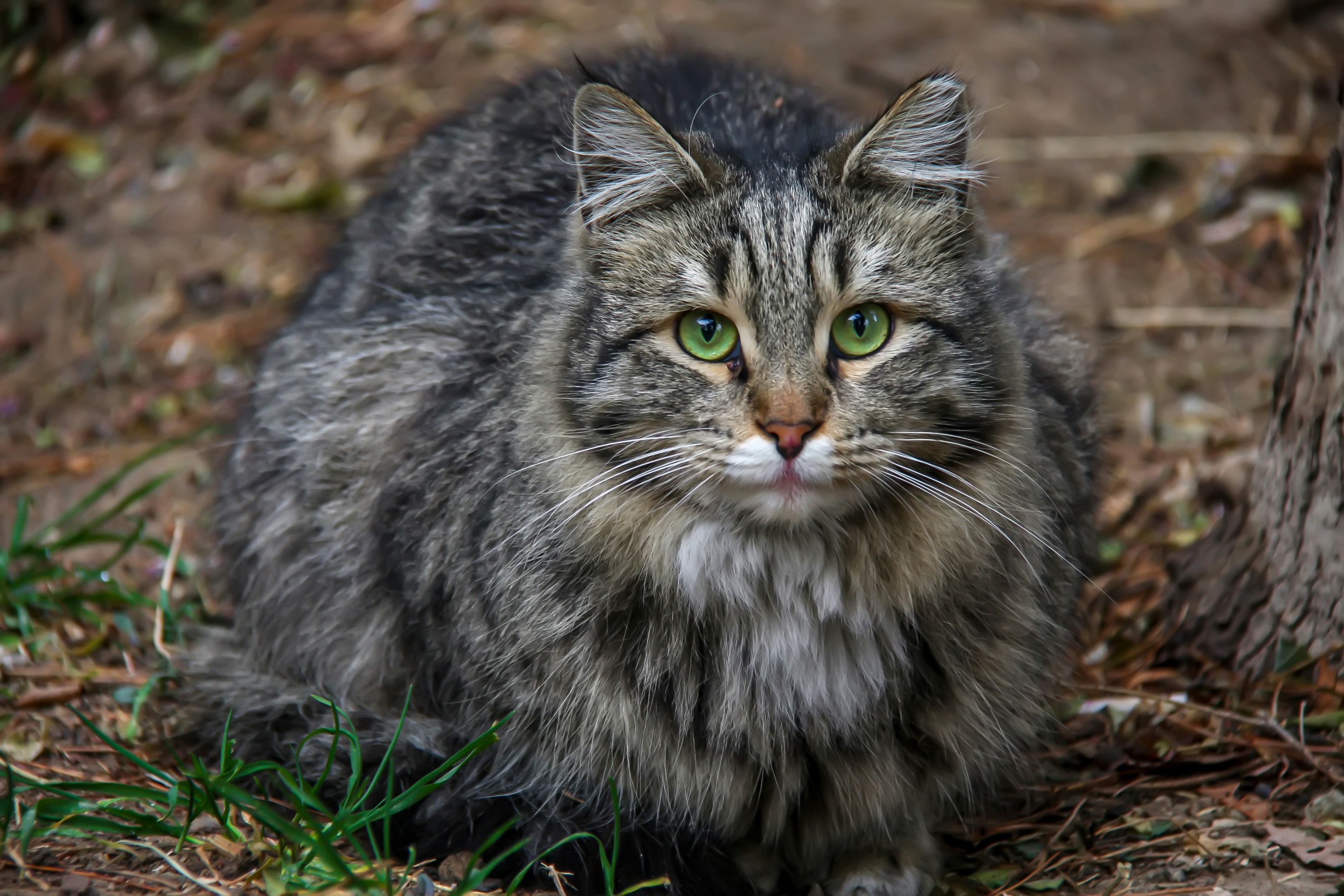 a cat lying on the ground