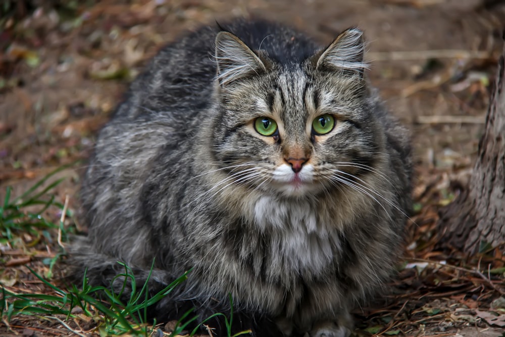 a cat lying on the ground