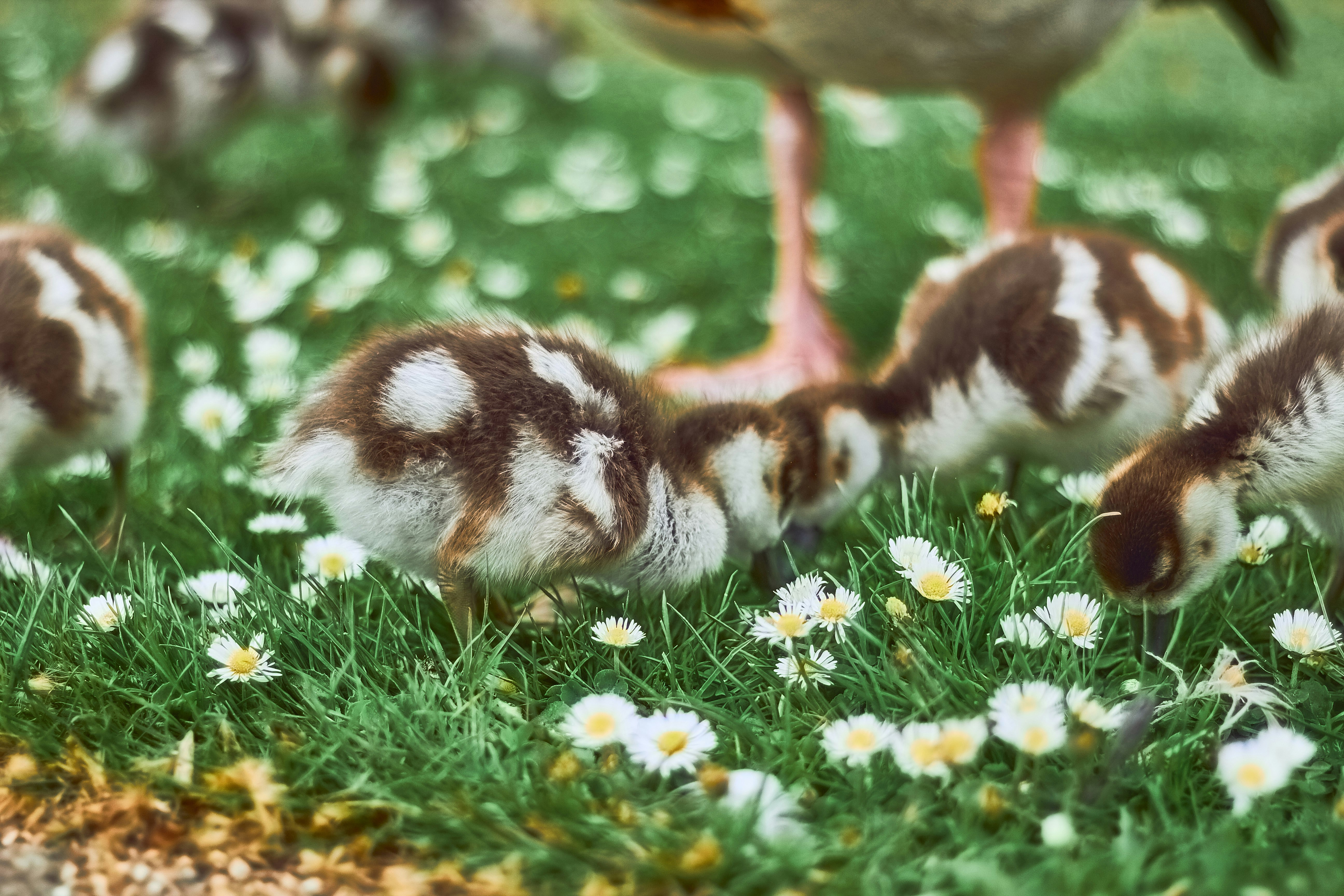 Warmest Wishes on Becoming a Guinea Fowl — Congrats!