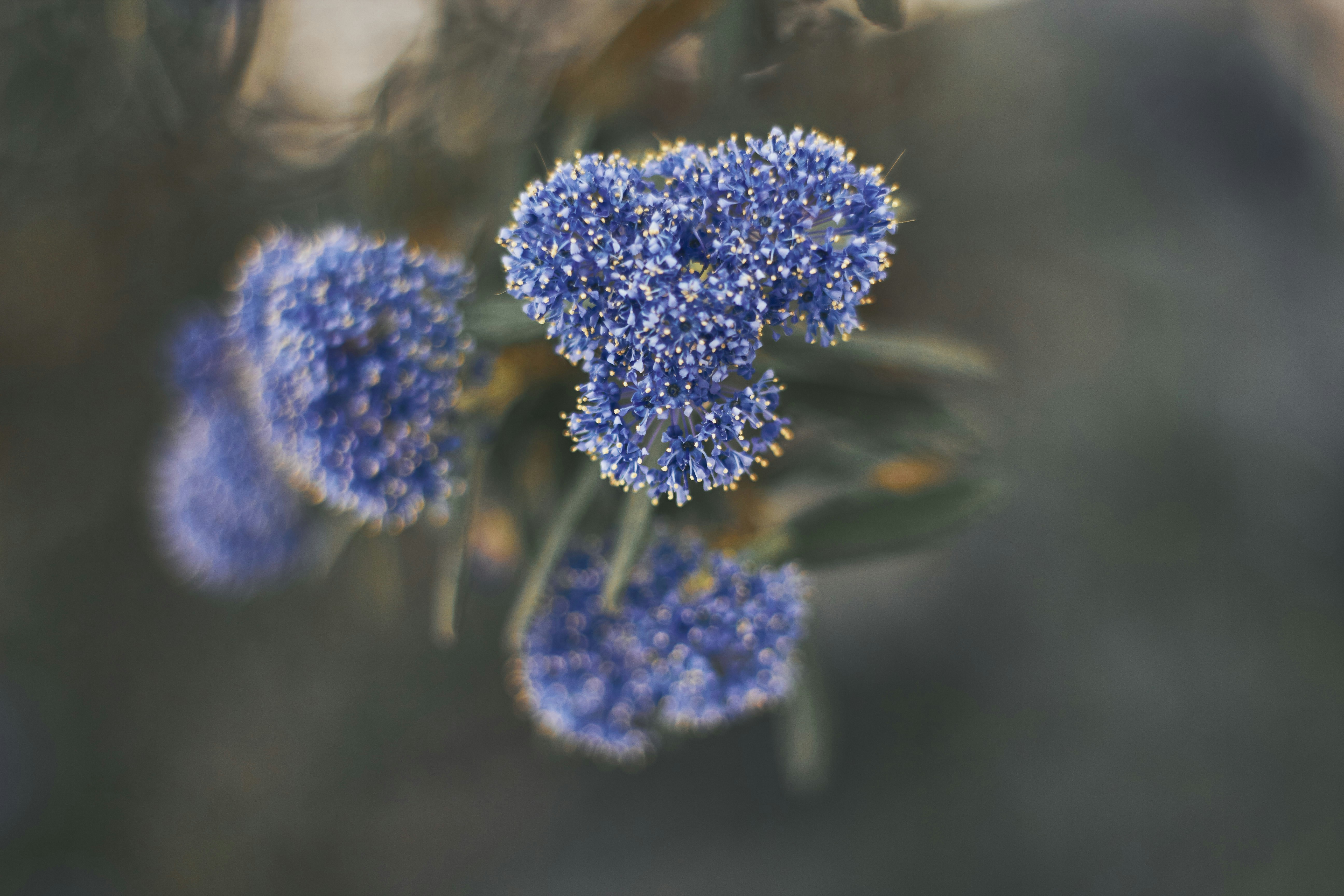 Photo by barsuklis