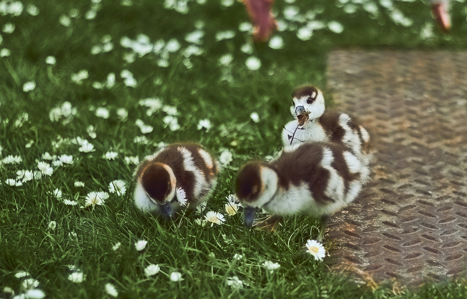 two animals in the grass