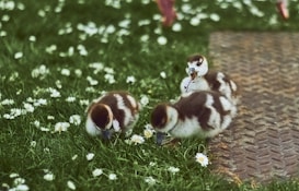 Three ducklings with fluffy brown and white feathers are walking on grassy ground speckled with small white flowers. One duckling pecks at the flowers, while another is holding a piece of plant in its beak. A metal grate partially occupies the right side of the image.