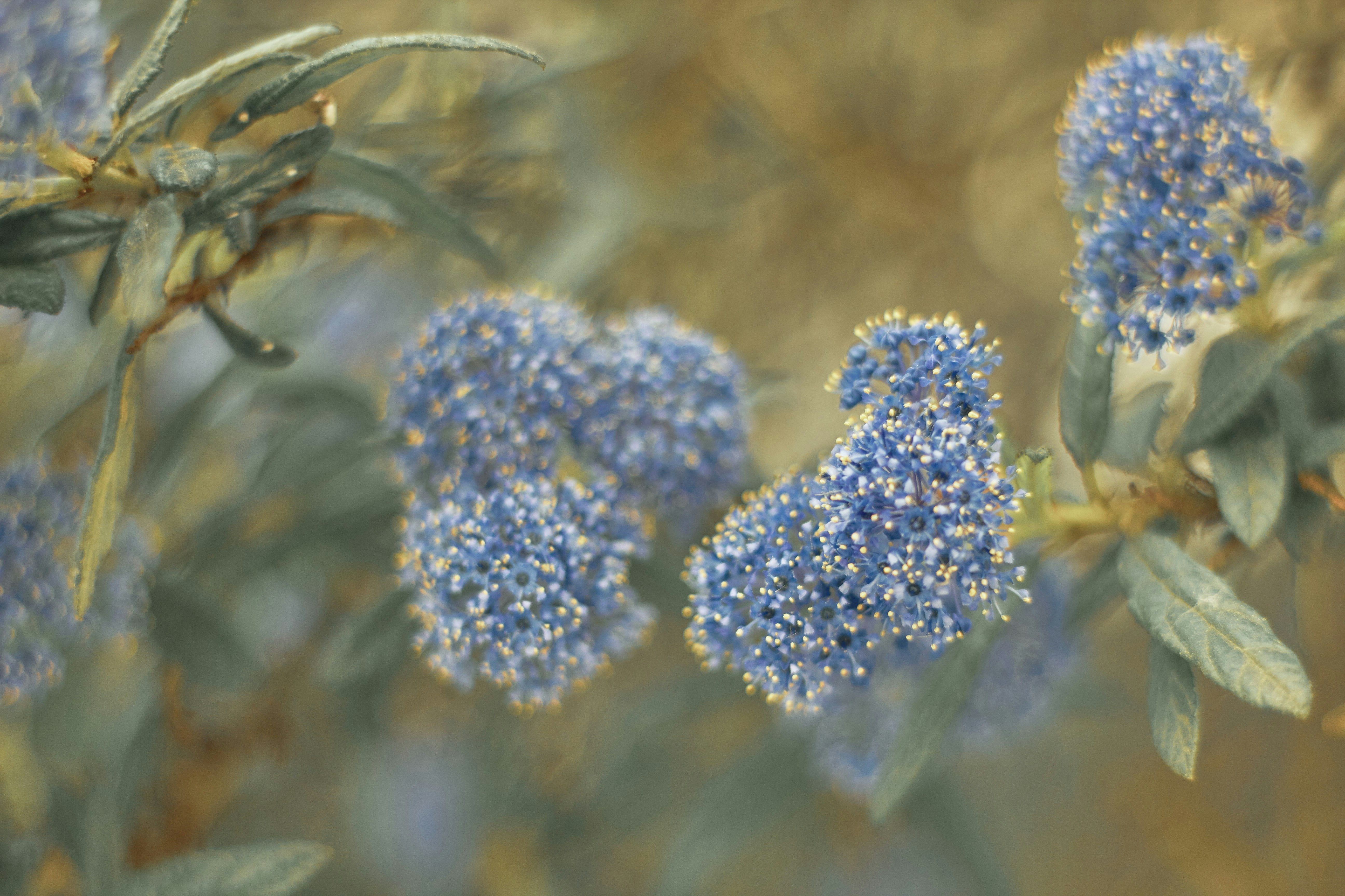 Photo by barsuklis