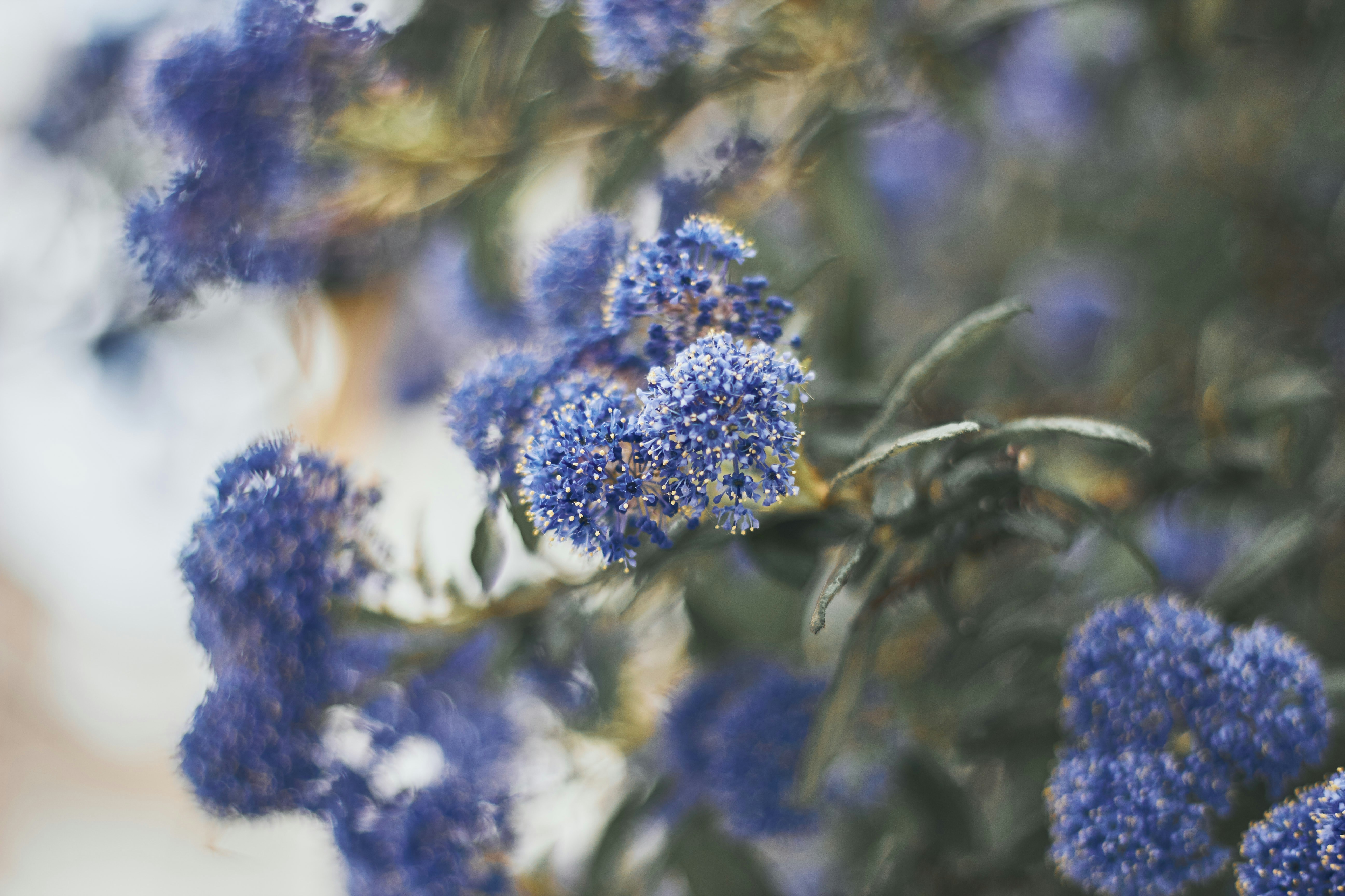 Photo by barsuklis