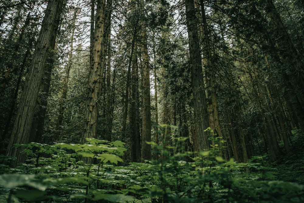 a forest with trees