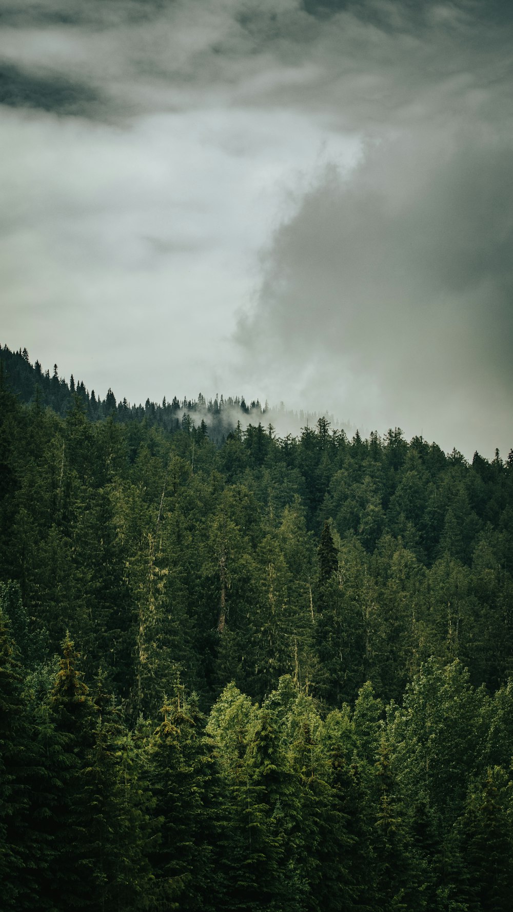 a forest of trees