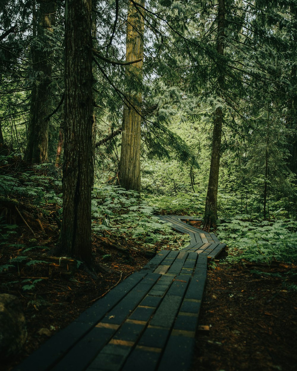 a path through a forest