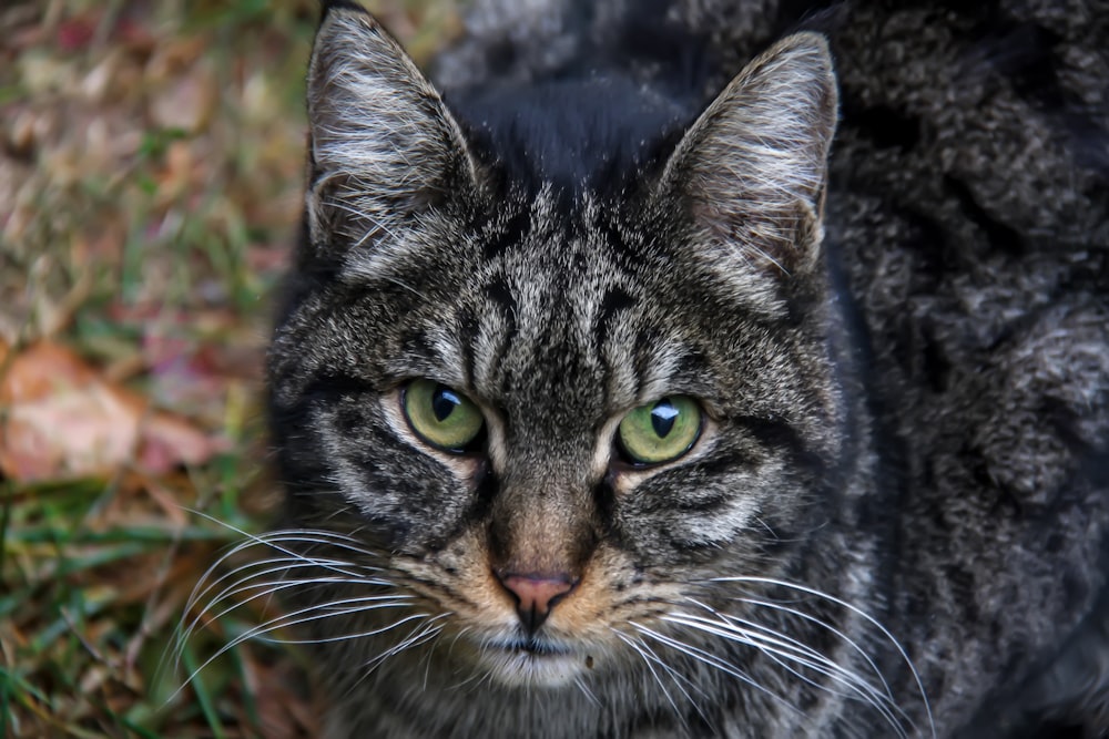 a cat with green eyes