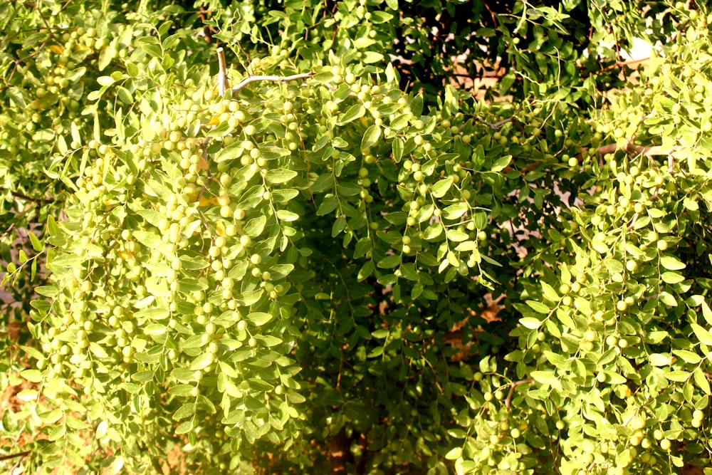 a close-up of some plants