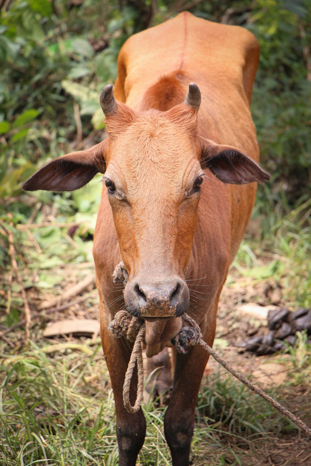 a cow with a large bone in its mouth