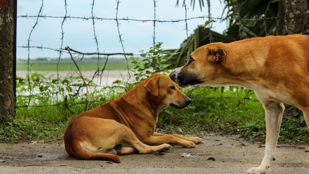 a couple of dogs lying on the ground by a fence and water