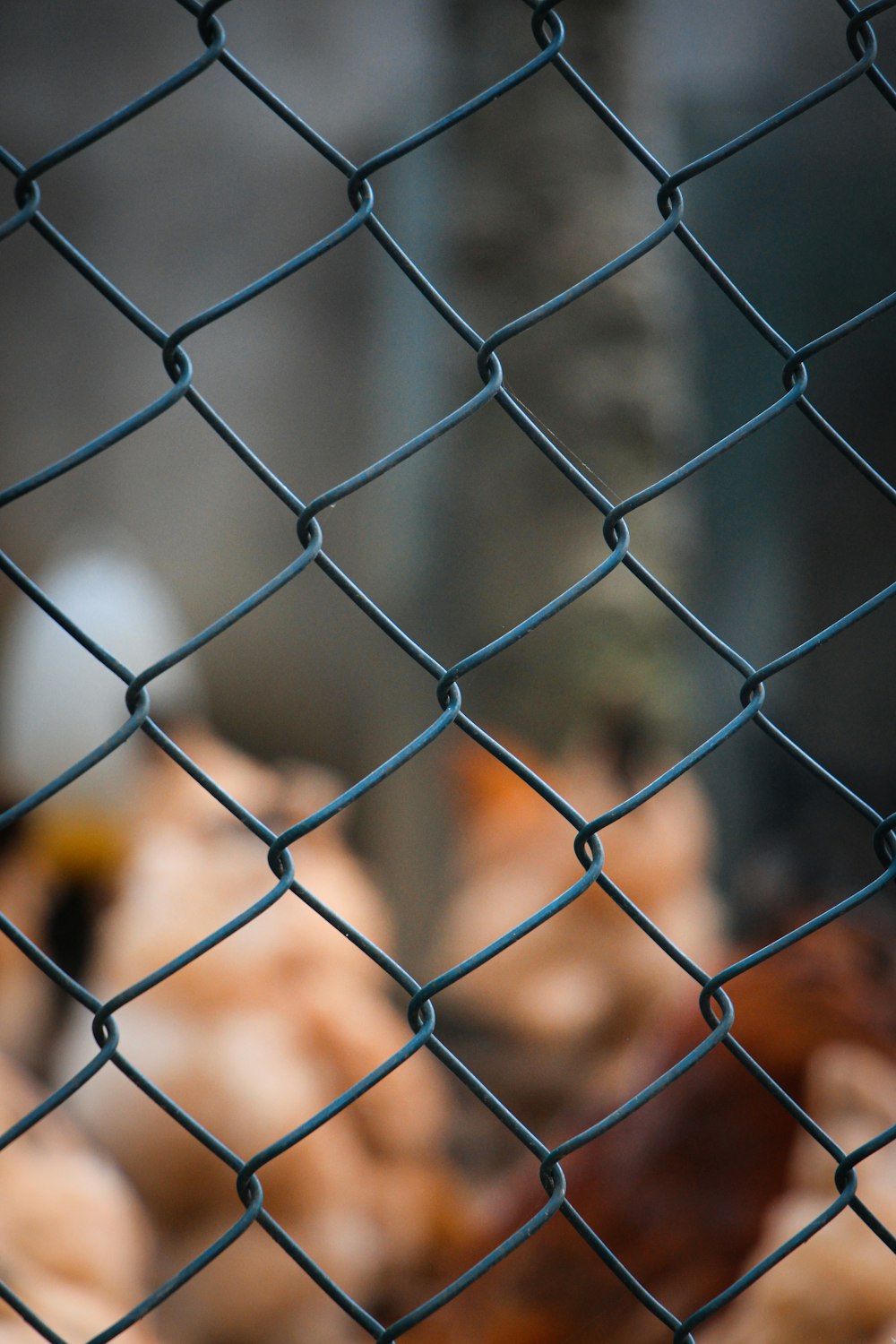 a close up of a chain link fence