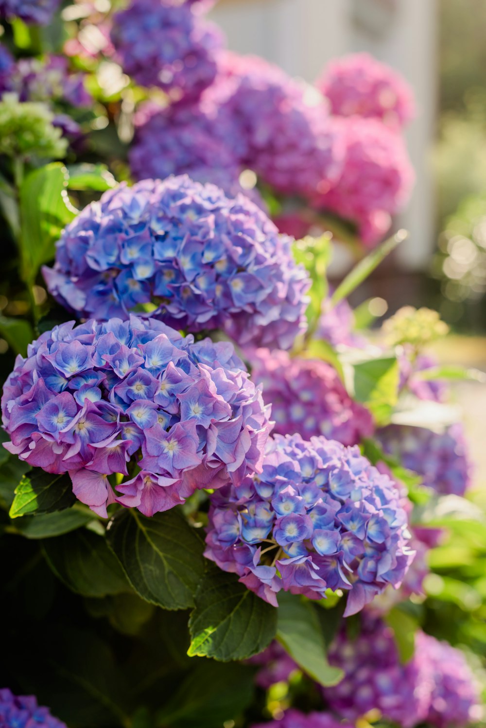 a group of purple flowers