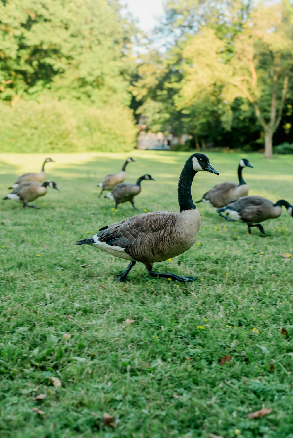 a group of geese walking on grass