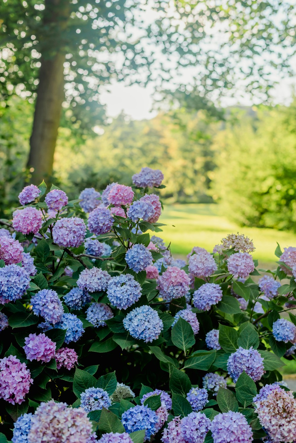 a bush of purple flowers