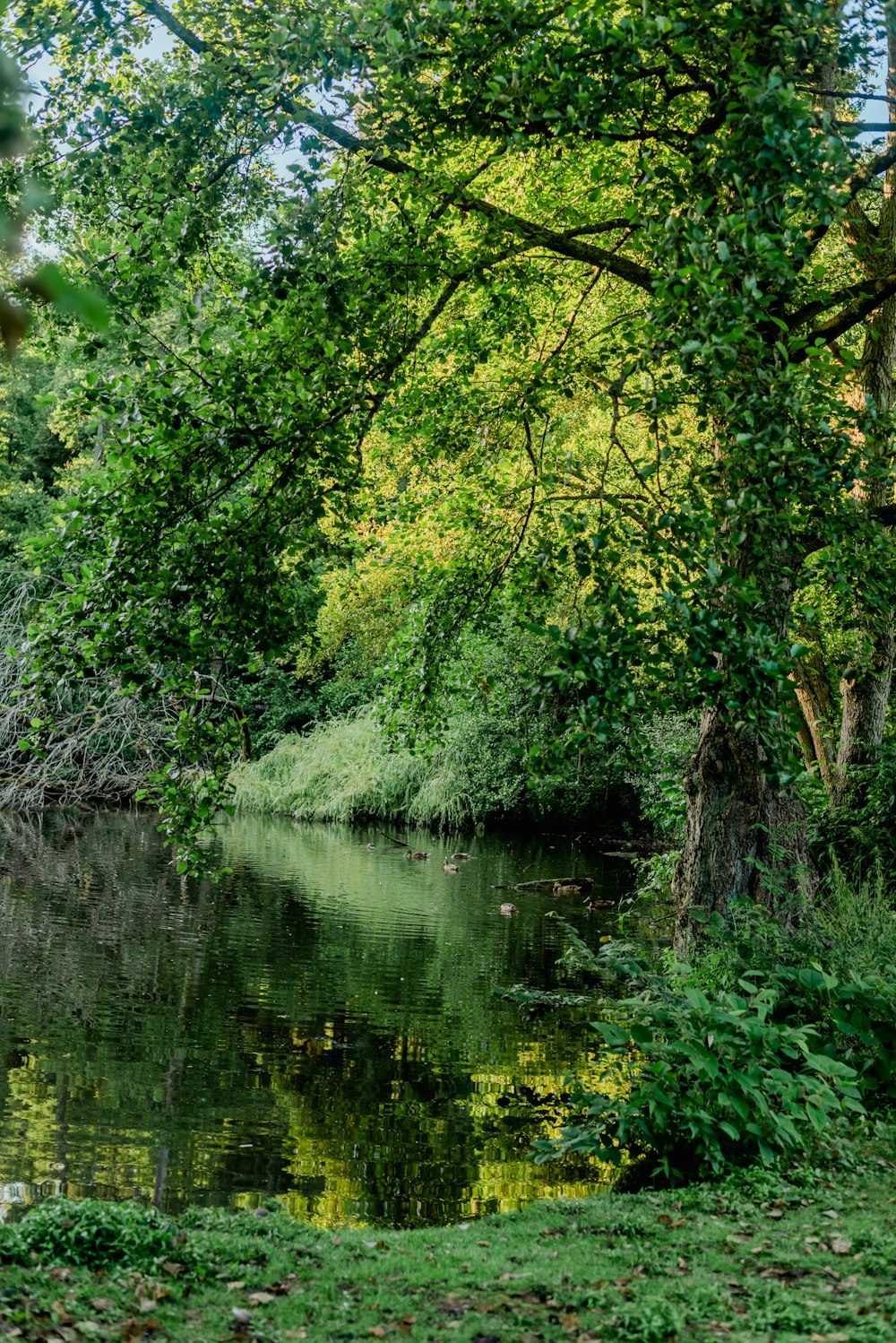 a body of water surrounded by trees