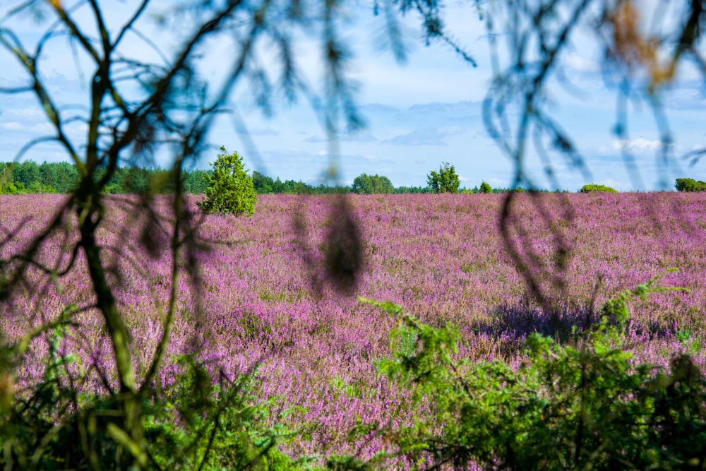 a field of purple flowers