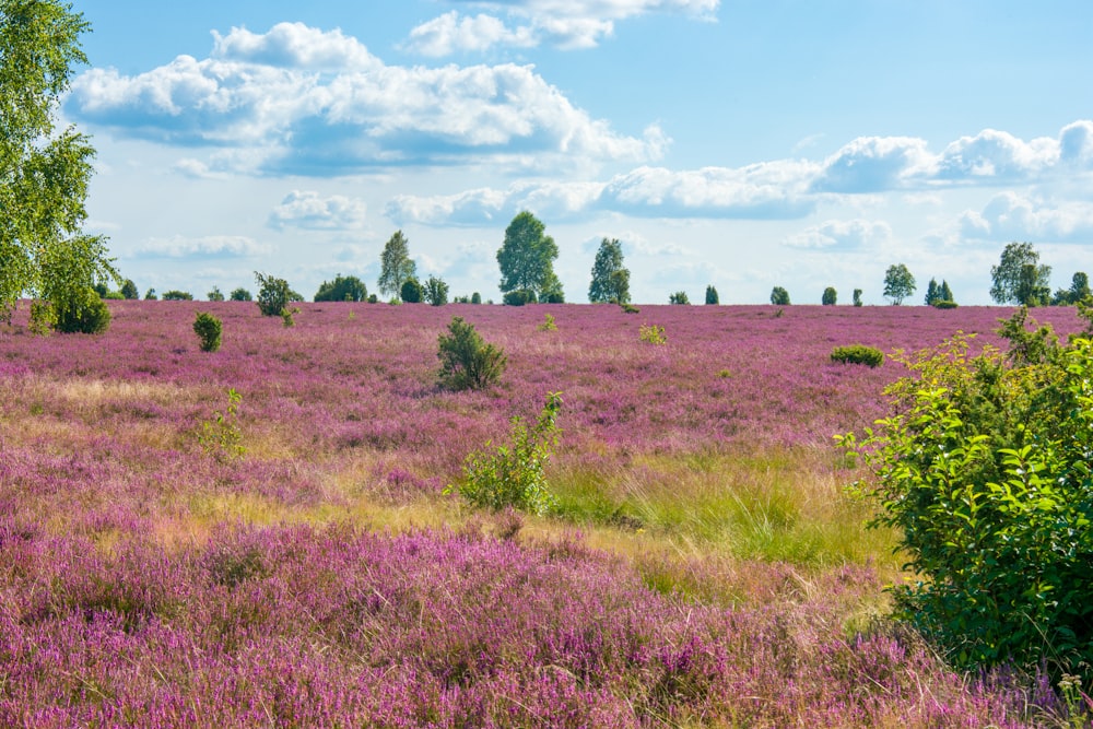 a field of purple flowers