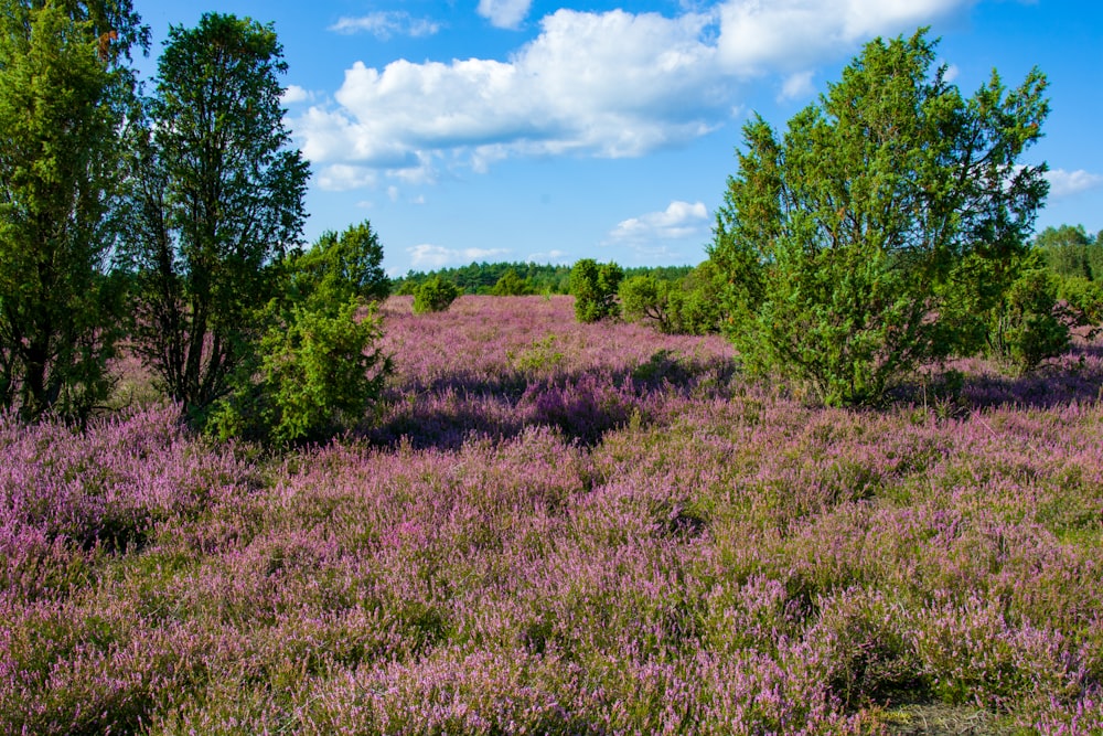 a field of purple flowers