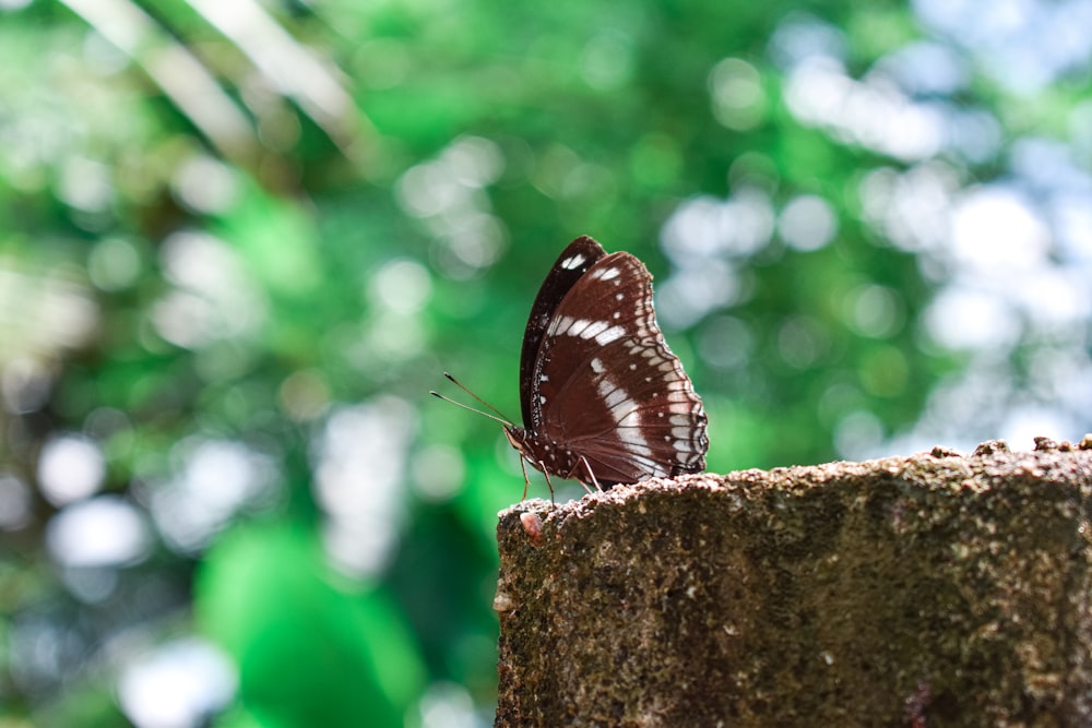 a butterfly on a rock