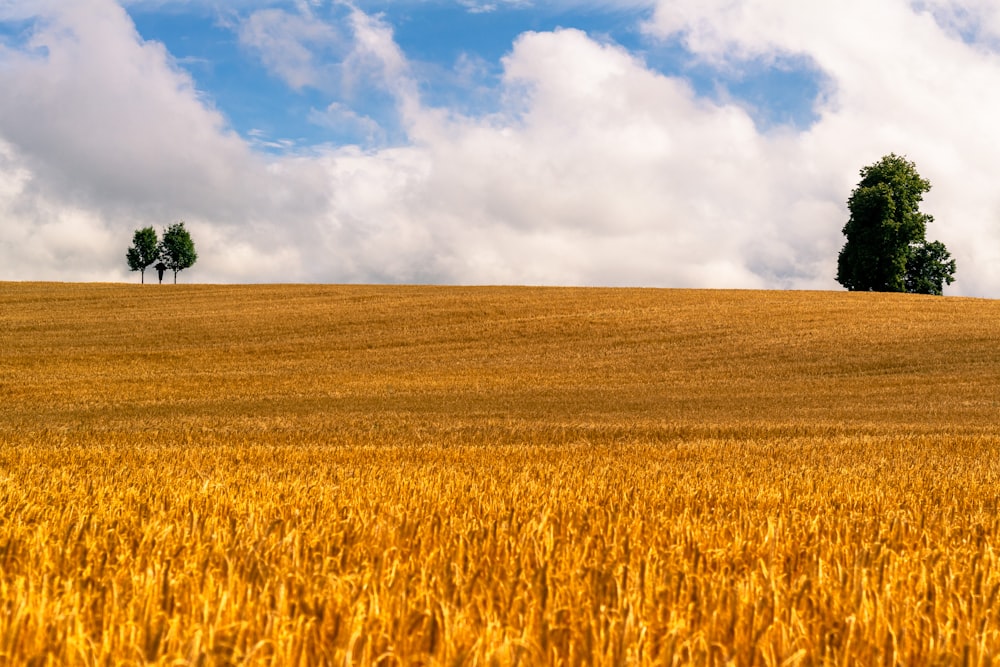 a field of yellow grass with trees in the background