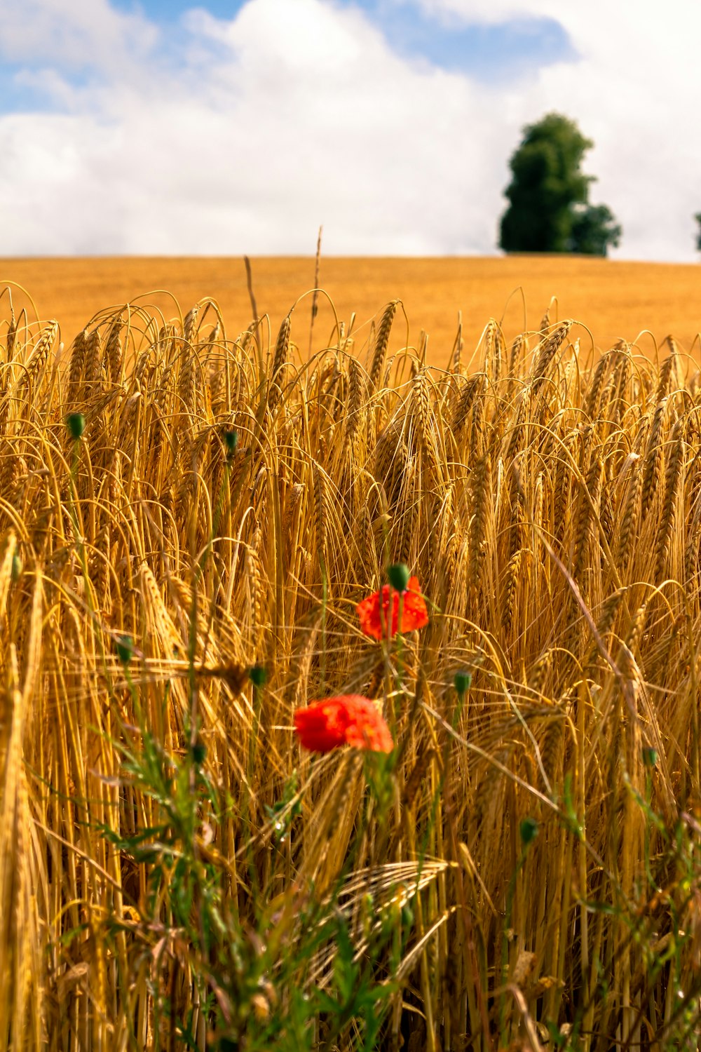 a flower in a field