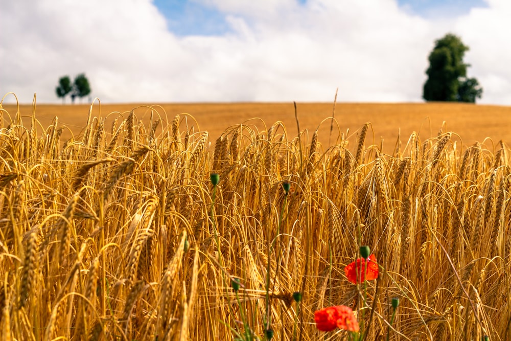 a field of wheat with a red flower in the middle