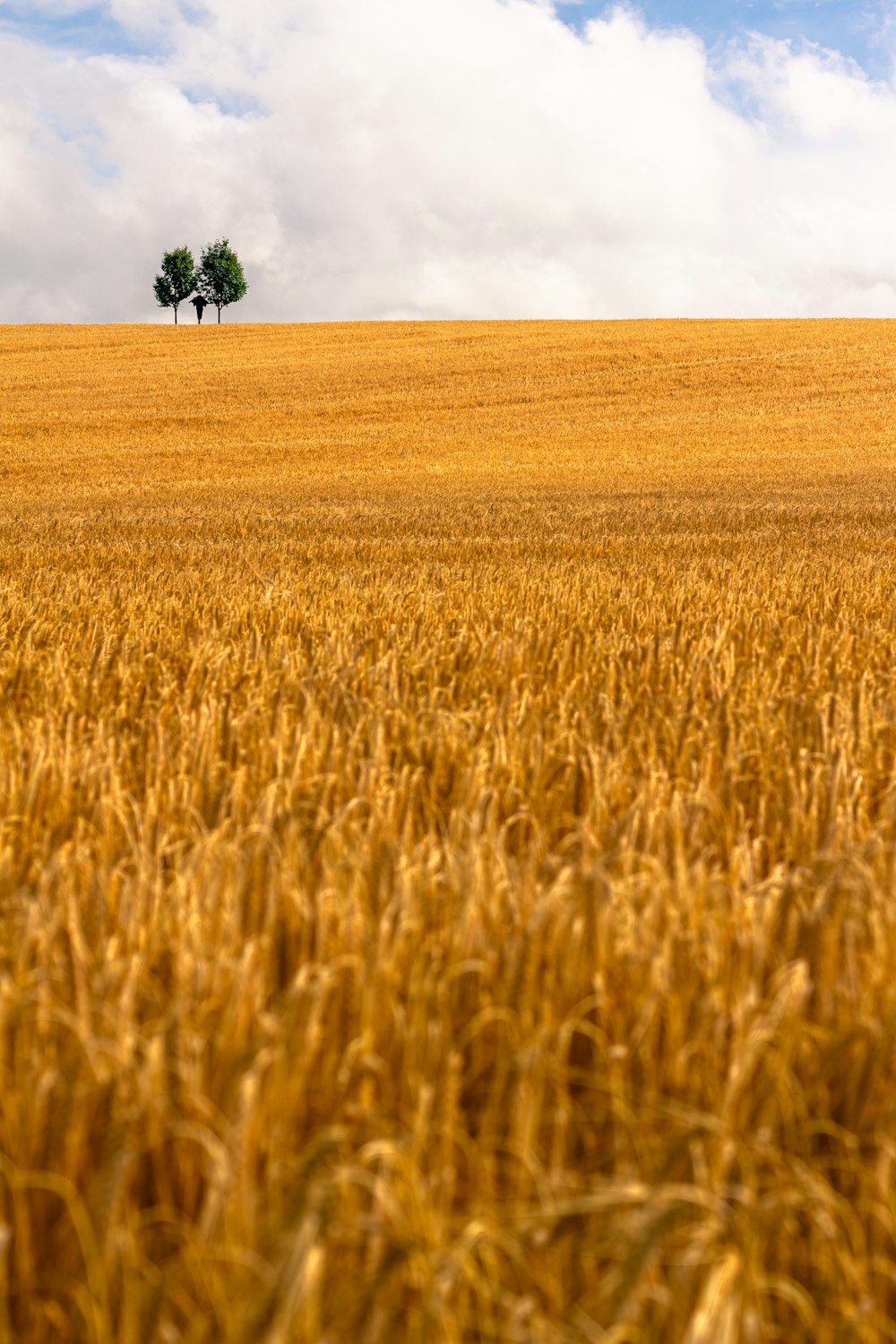 a field of wheat with trees in the distance