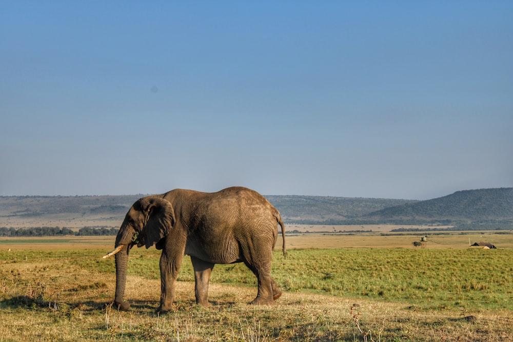 an elephant walking in a field