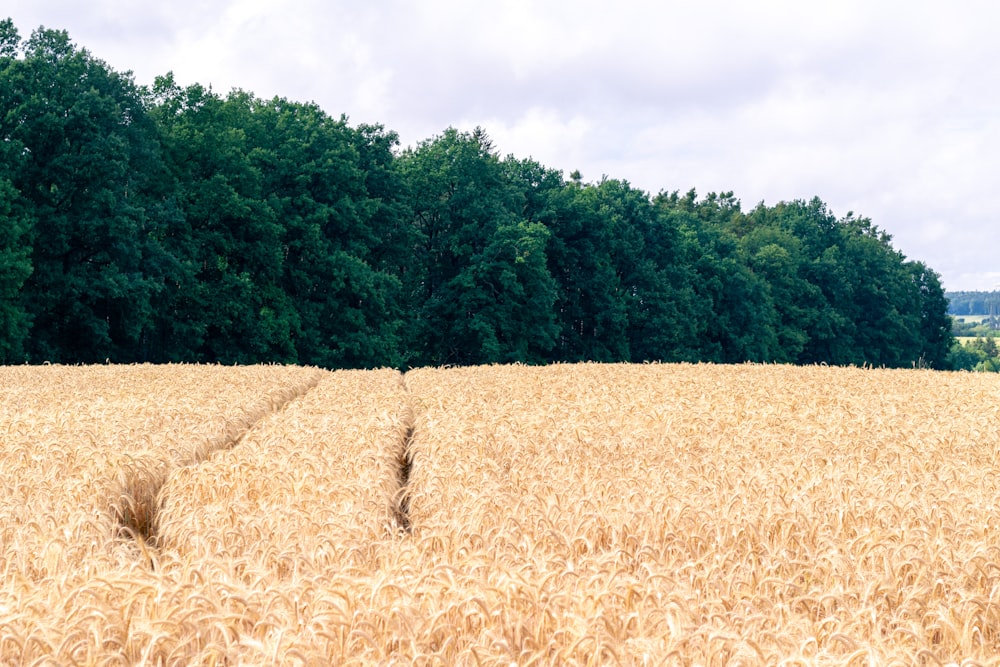 a field of wheat with trees in the background