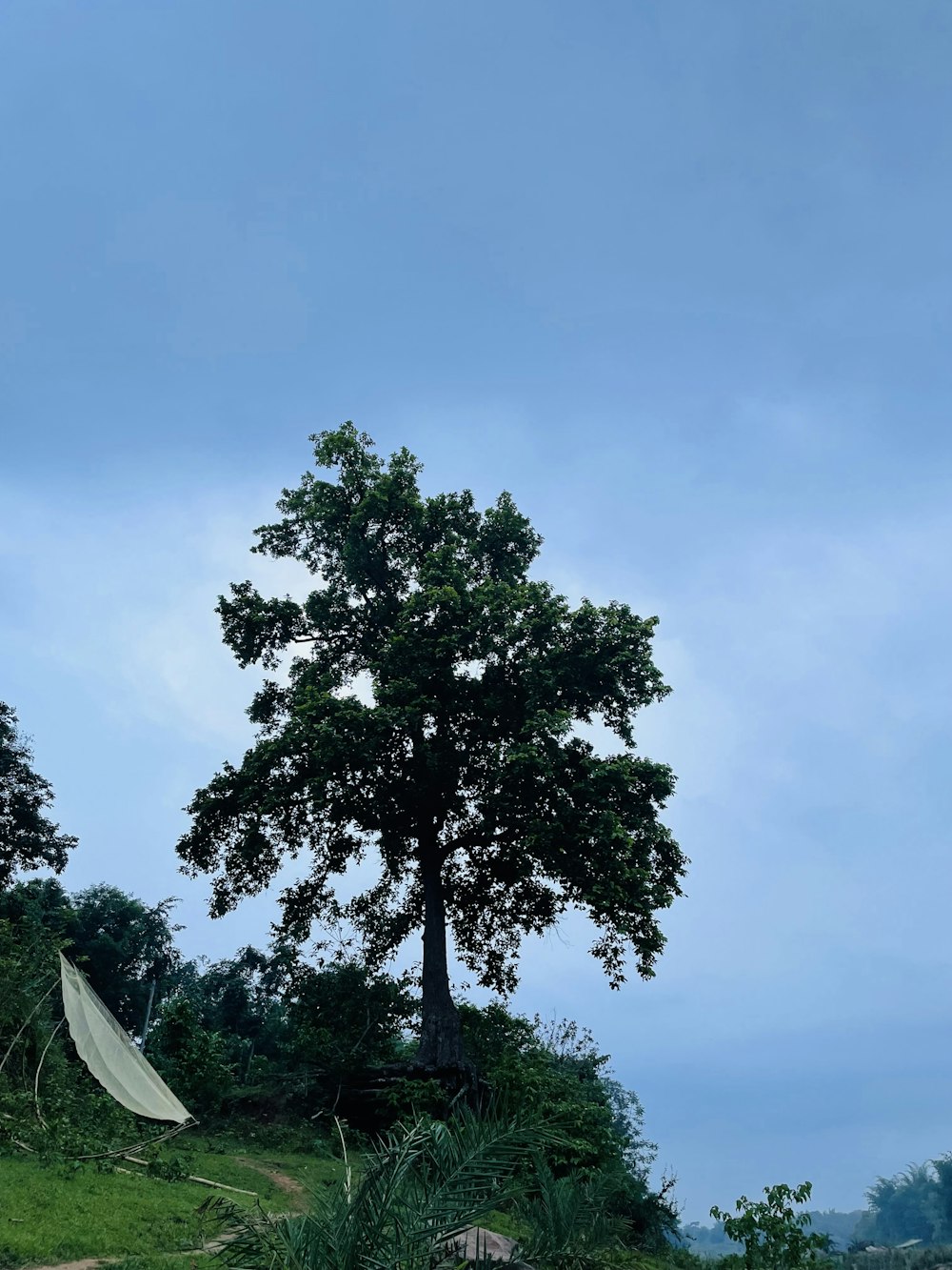 a tree with a white object on top of it