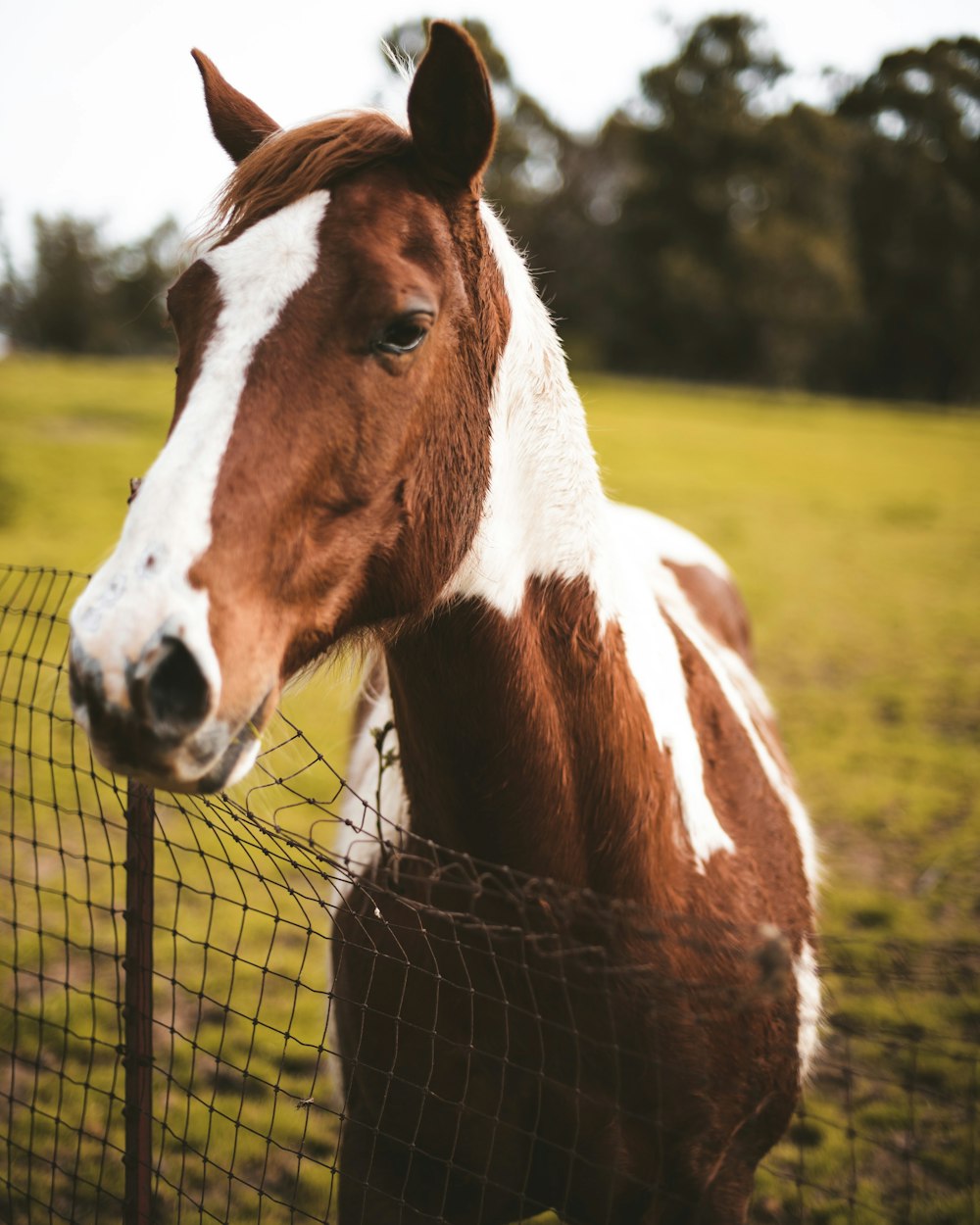 Un caballo detrás de una valla