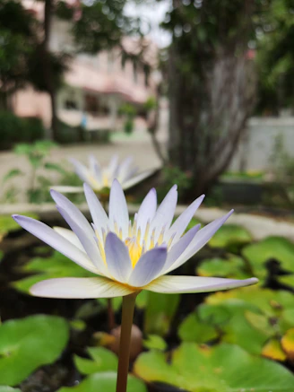 a white flower with a yellow center