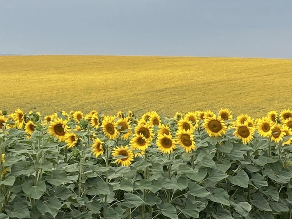 a field of sunflowers