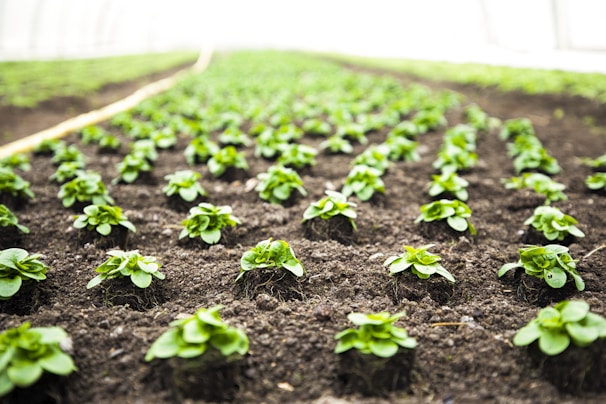 Rows of experimental crops growing under controlled light and humidity for disease resistance testing.