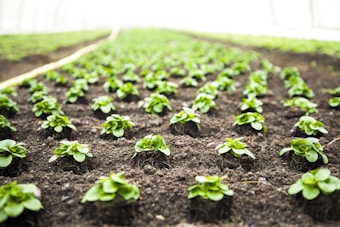 Rows of young green plants are evenly spaced and planted in dark, rich soil. The scene appears to be part of a larger agricultural or horticultural setup, likely in a greenhouse environment given the controlled lighting and structure.