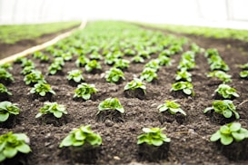 Rows of young green plants are evenly spaced and planted in dark, rich soil. The scene appears to be part of a larger agricultural or horticultural setup, likely in a greenhouse environment given the controlled lighting and structure.