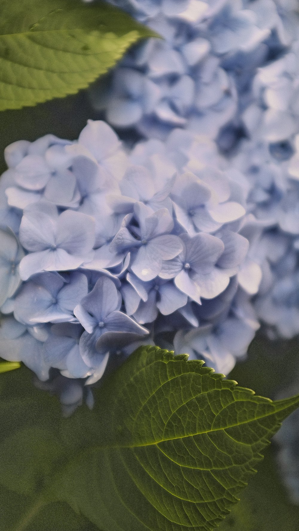 a close up of a flower