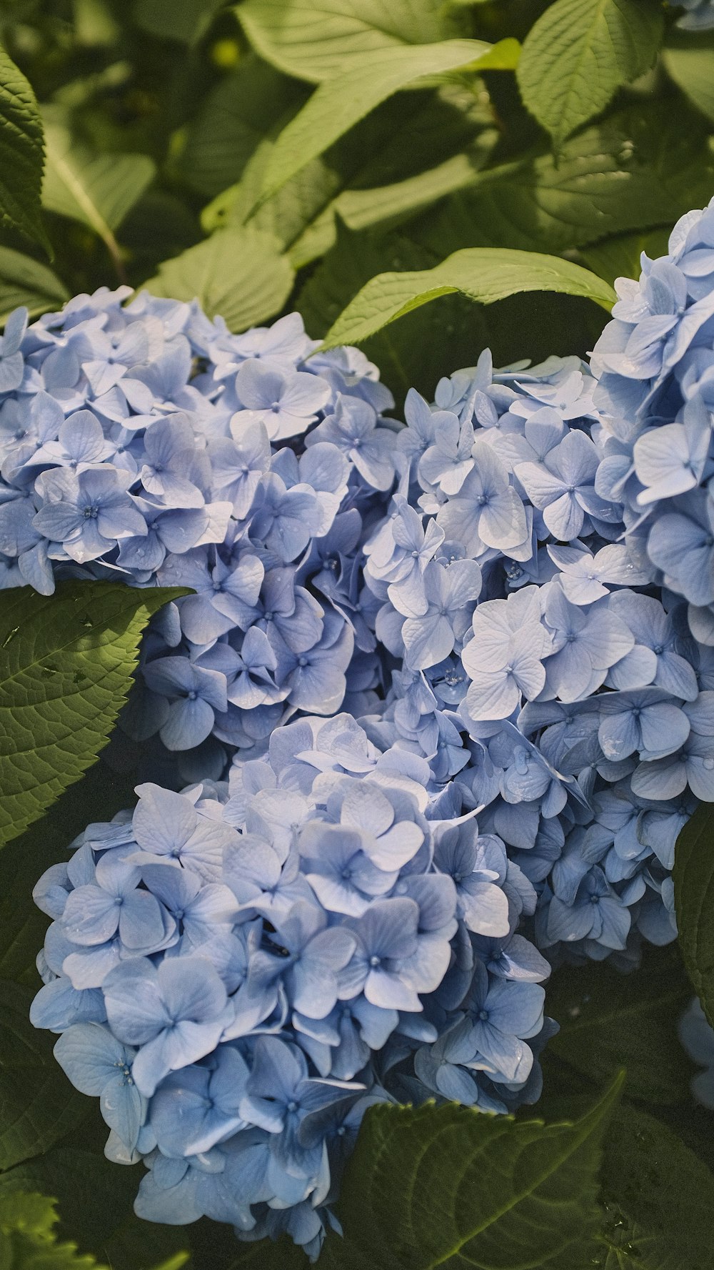 a group of blue flowers